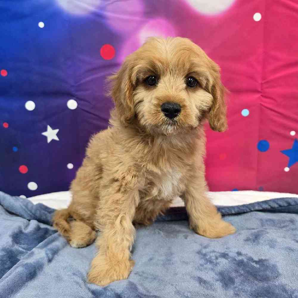 Male Cavapoo Puppy for Sale in Virginia Beach, VA