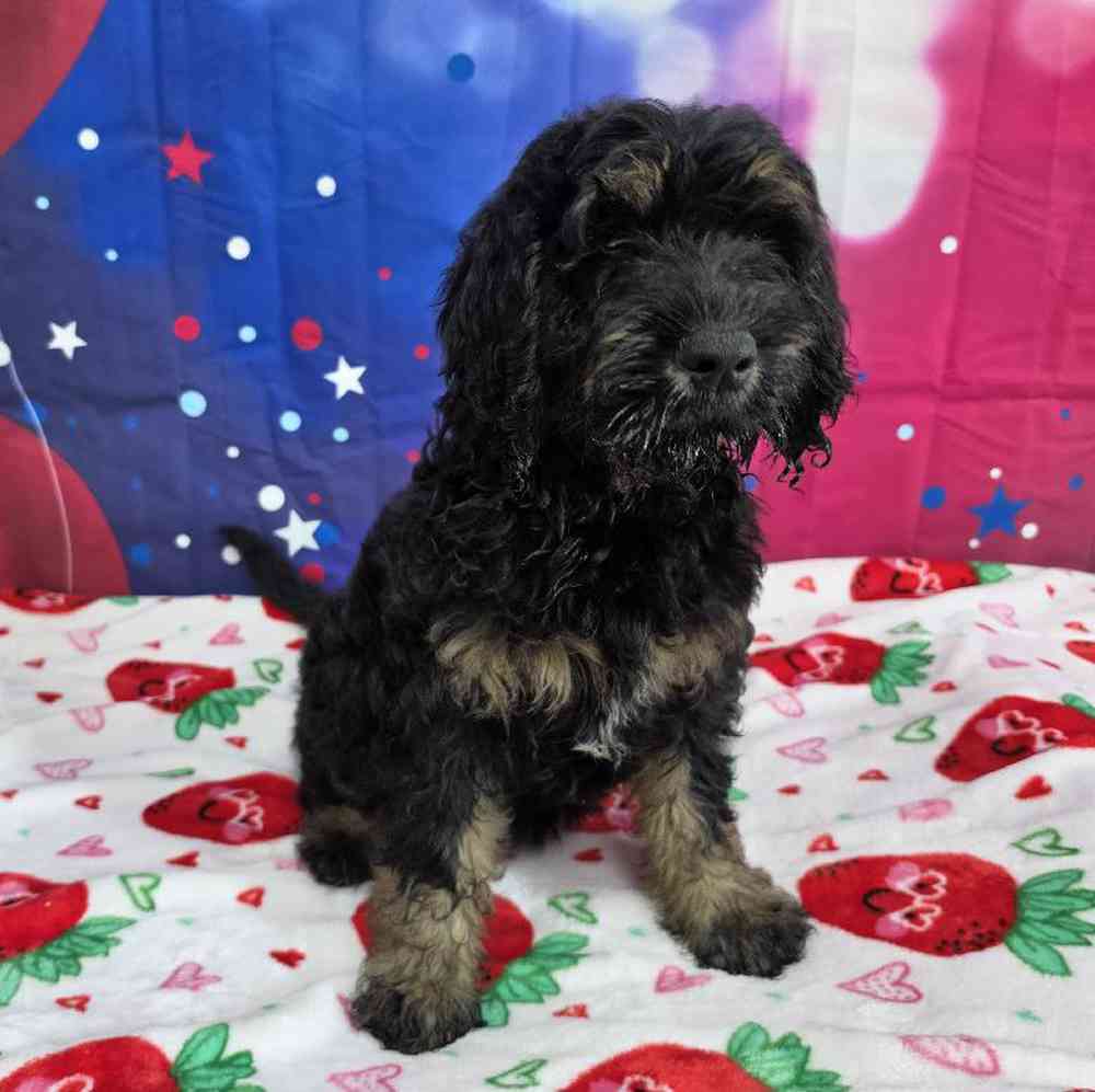 Male Goldendoodle Puppy for Sale in Virginia Beach, VA