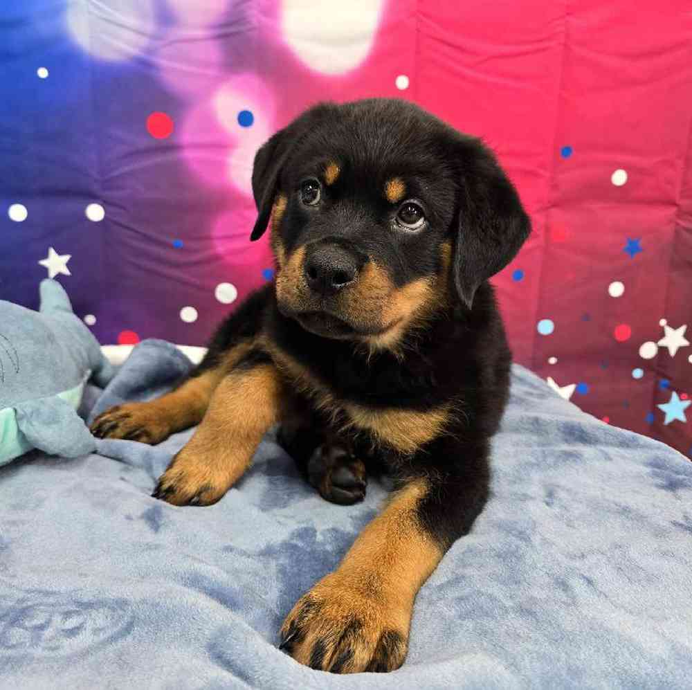 Male Rottweiler Puppy for Sale in Virginia Beach, VA