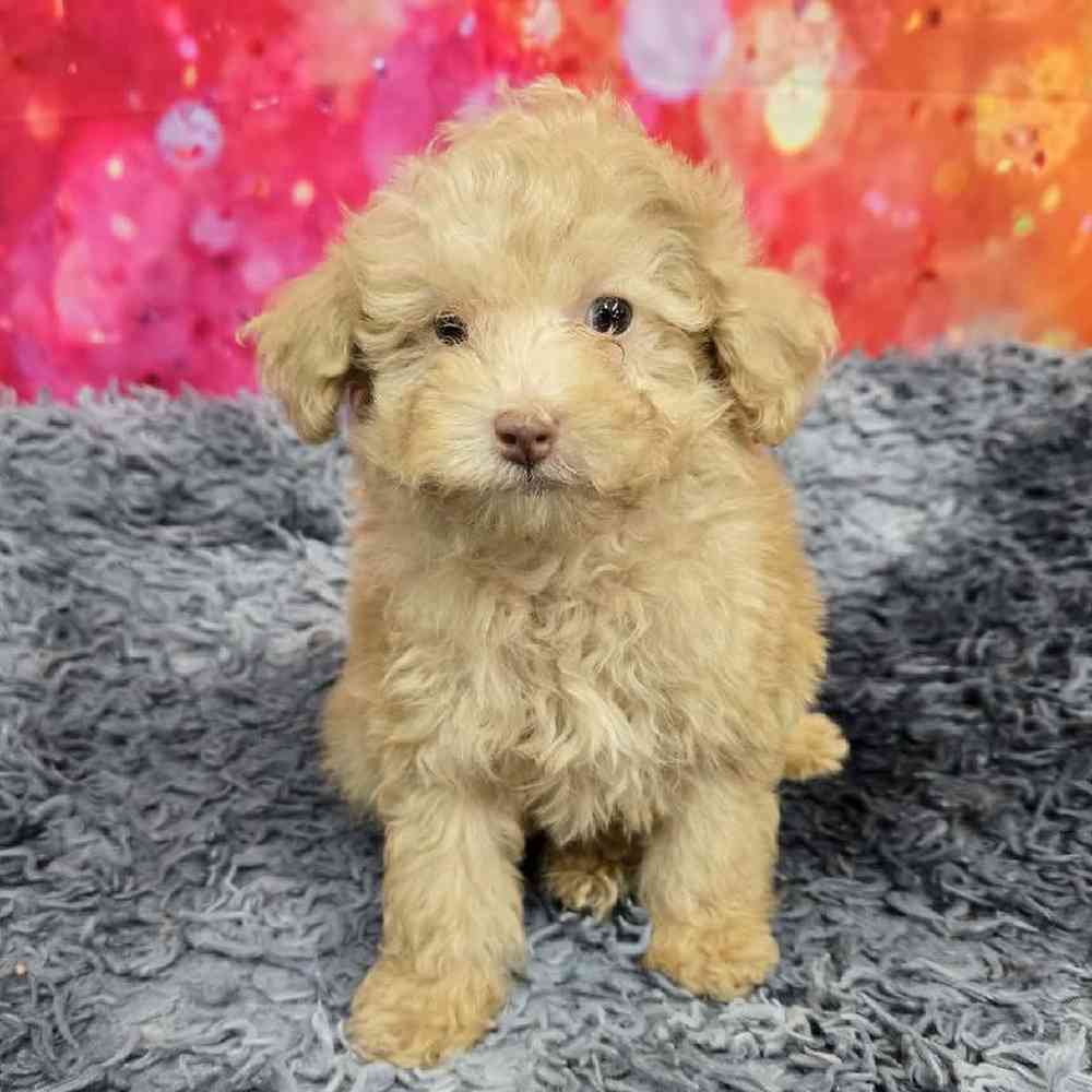 Male Mini Poodle Puppy for Sale in Virginia Beach, VA