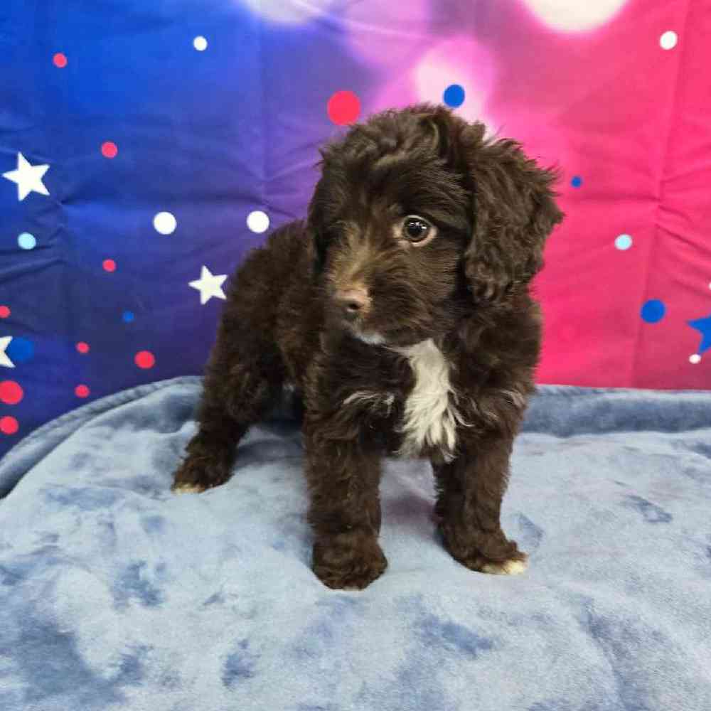Female Mini Aussiedoodle Puppy for Sale in Virginia Beach, VA