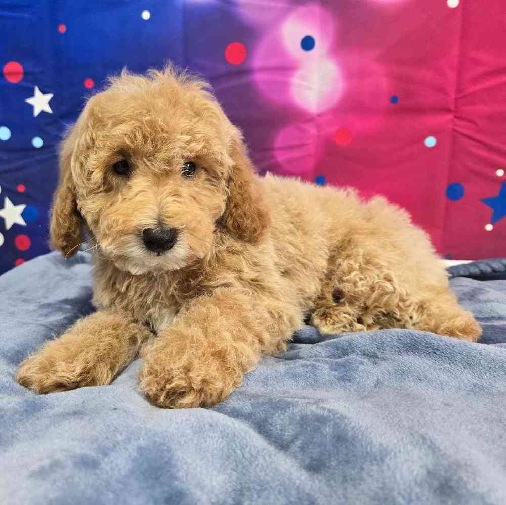 Male Mini Poodle Puppy for Sale in Virginia Beach, VA