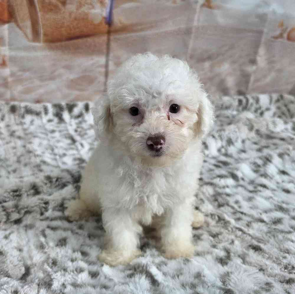 Male Poodle Toy Puppy for Sale in Virginia Beach, VA