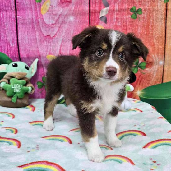 Toy Australian Shepherd 