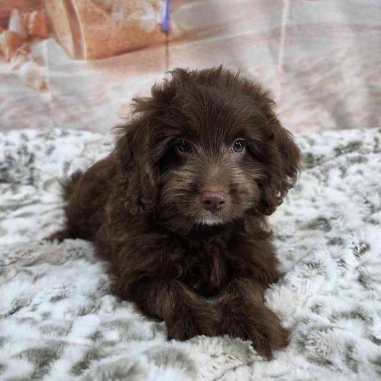 Cavapoo
