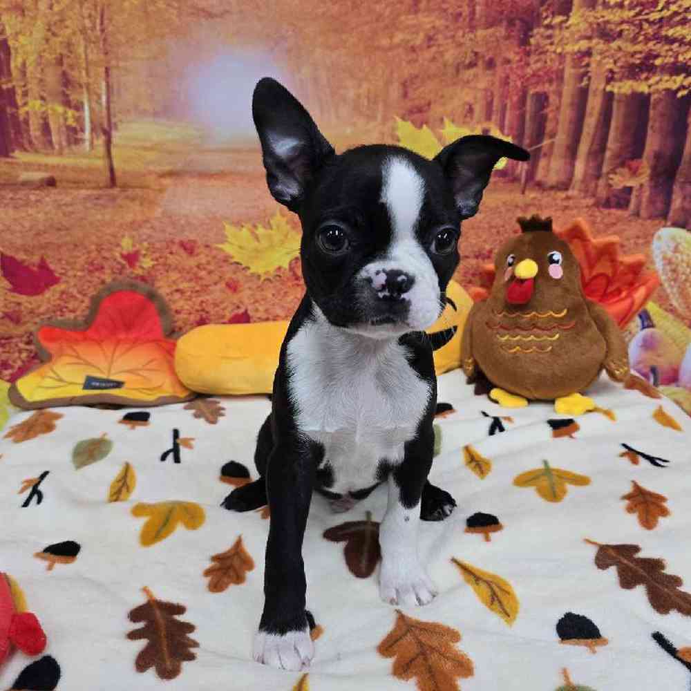 Male Boston Terrier Puppy for Sale in Virginia Beach, VA