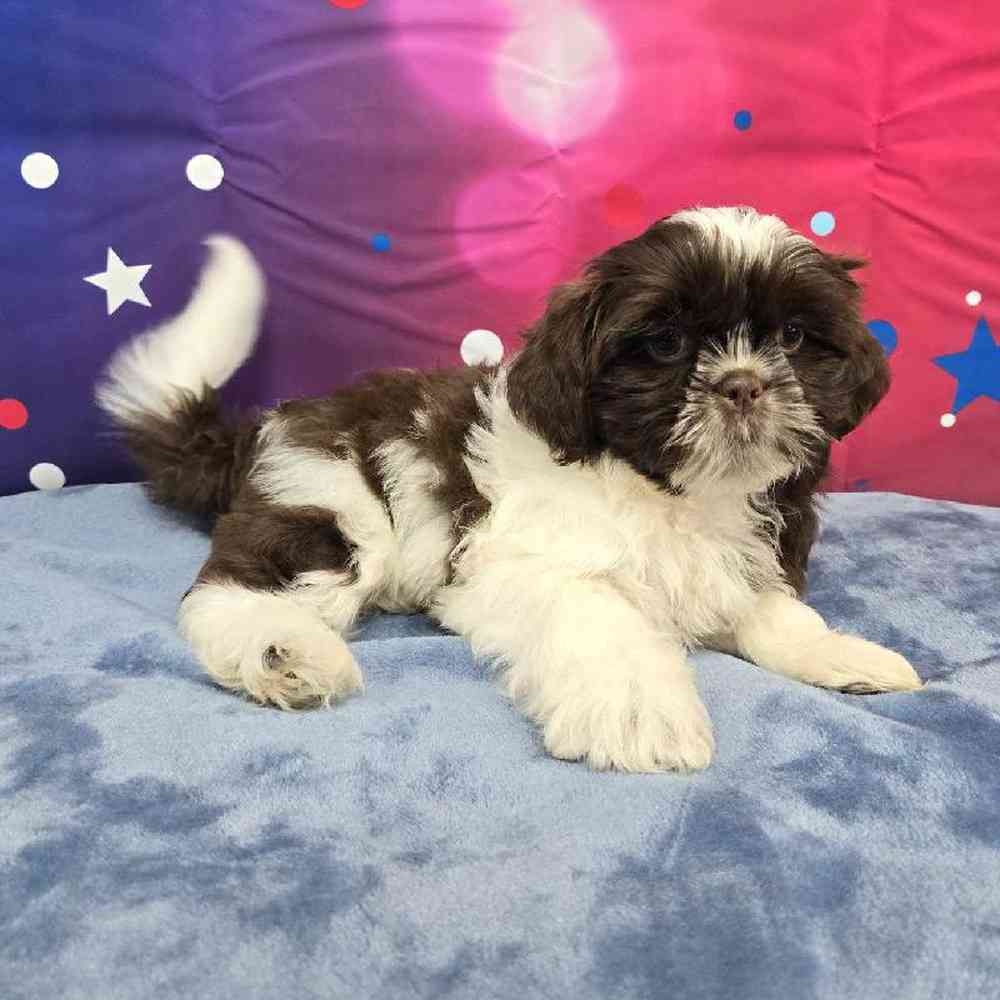 Male Shih Tzu Puppy for Sale in Virginia Beach, VA