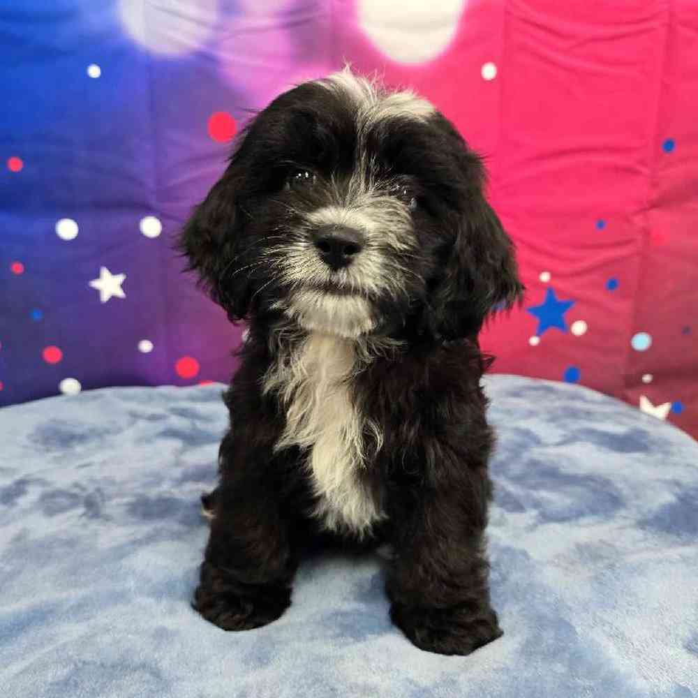 Female Shipoo Puppy for Sale in Virginia Beach, VA