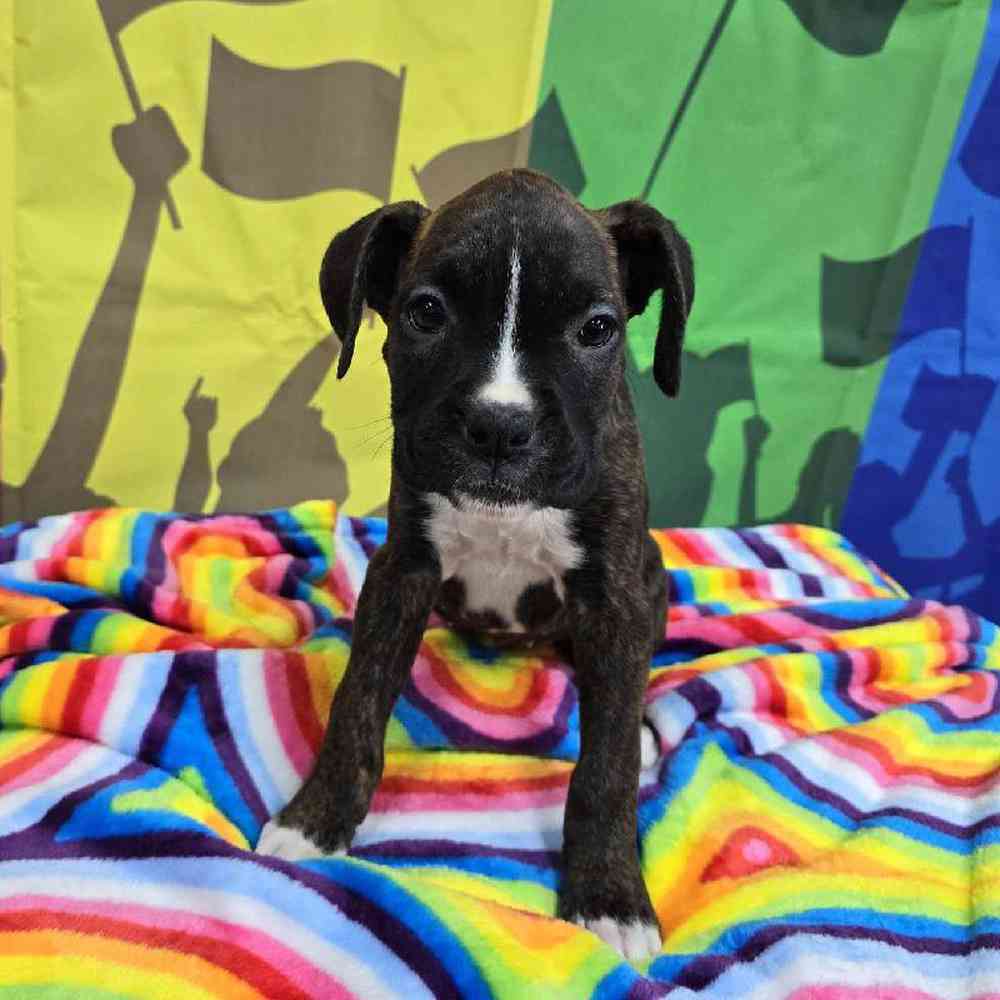 Female Boxer Puppy for Sale in Virginia Beach, VA