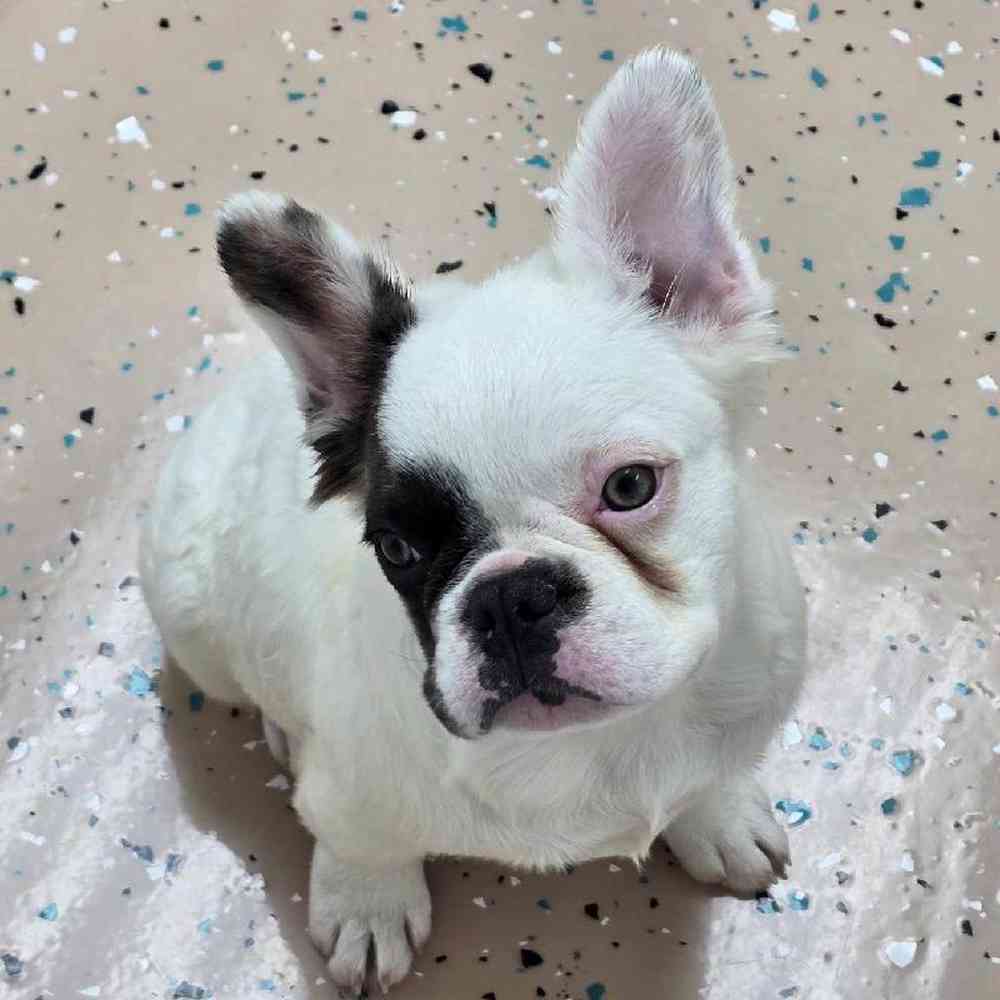 Female French Bulldog Puppy for Sale in Virginia Beach, VA