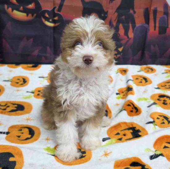 Mini Aussie Poo