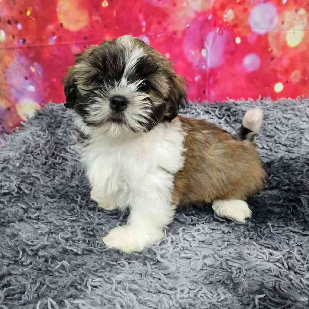 Male Shih Tzu Puppy for Sale in Virginia Beach, VA