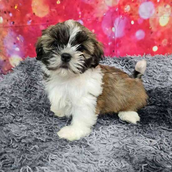 Shih Tzu
