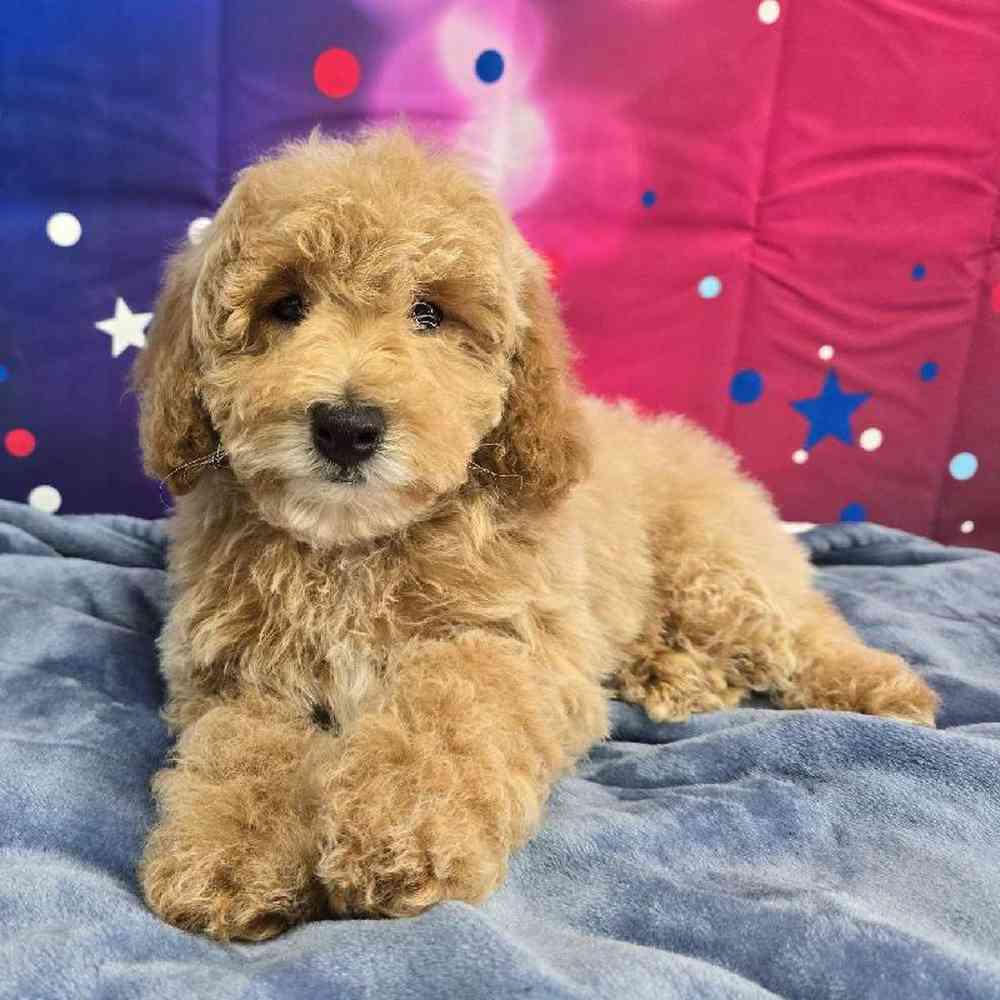 Male Mini Poodle Puppy for Sale in Virginia Beach, VA