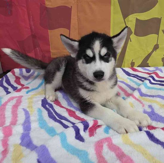 Siberian Husky