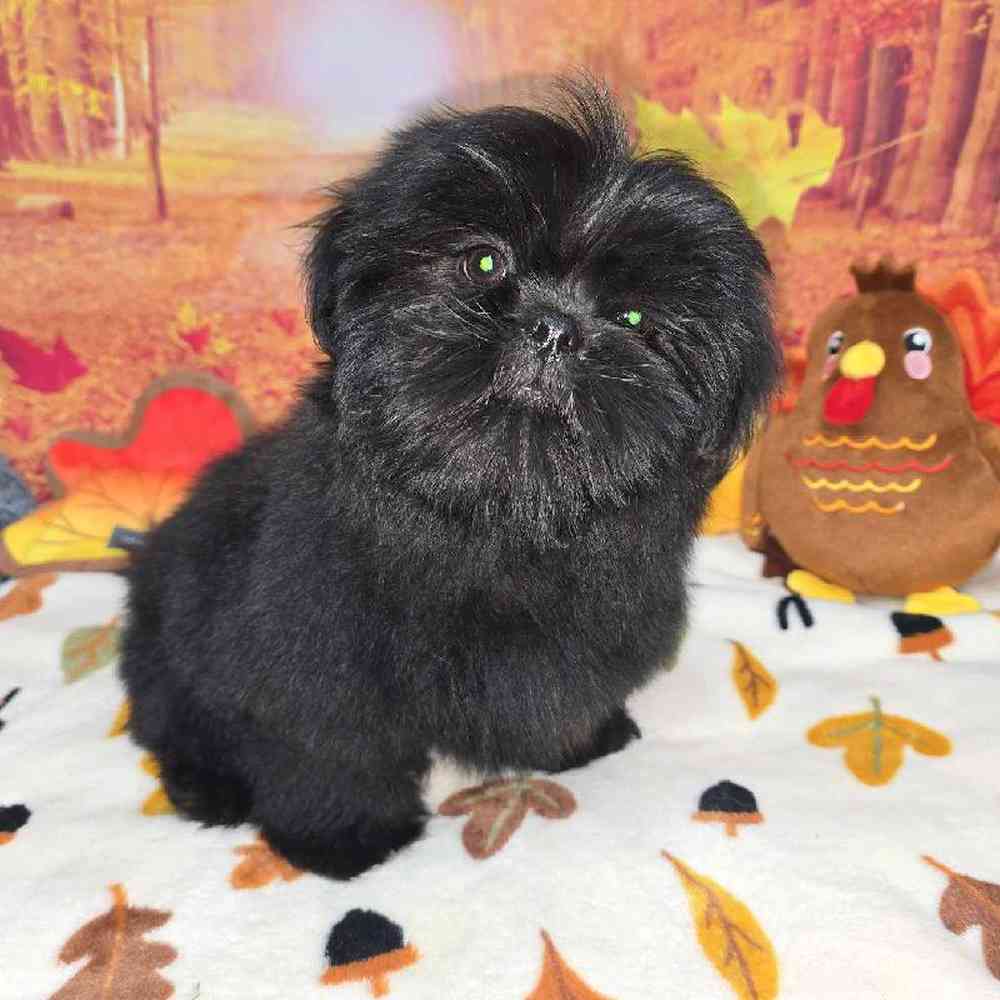 Male Shih Tzu Puppy for Sale in Virginia Beach, VA