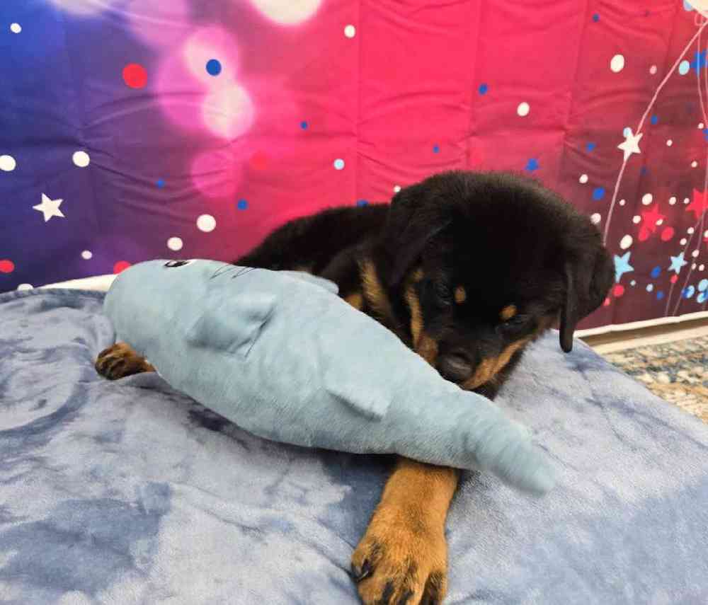 Male Rottweiler Puppy for Sale in Virginia Beach, VA