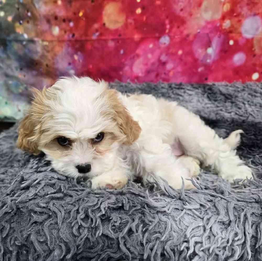Female Cavachon Puppy for Sale in Virginia Beach, VA