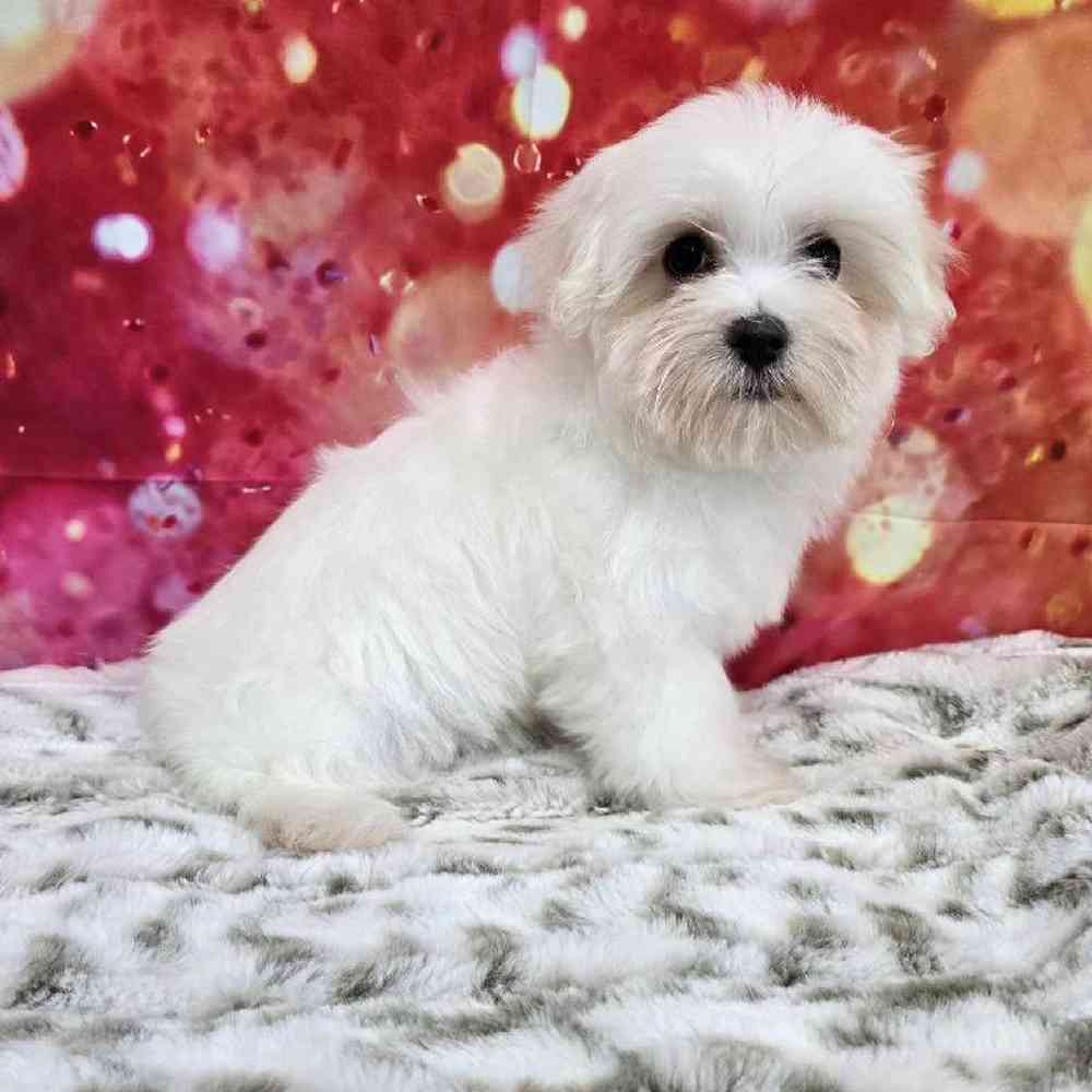 Female Maltese Puppy for Sale in Virginia Beach, VA