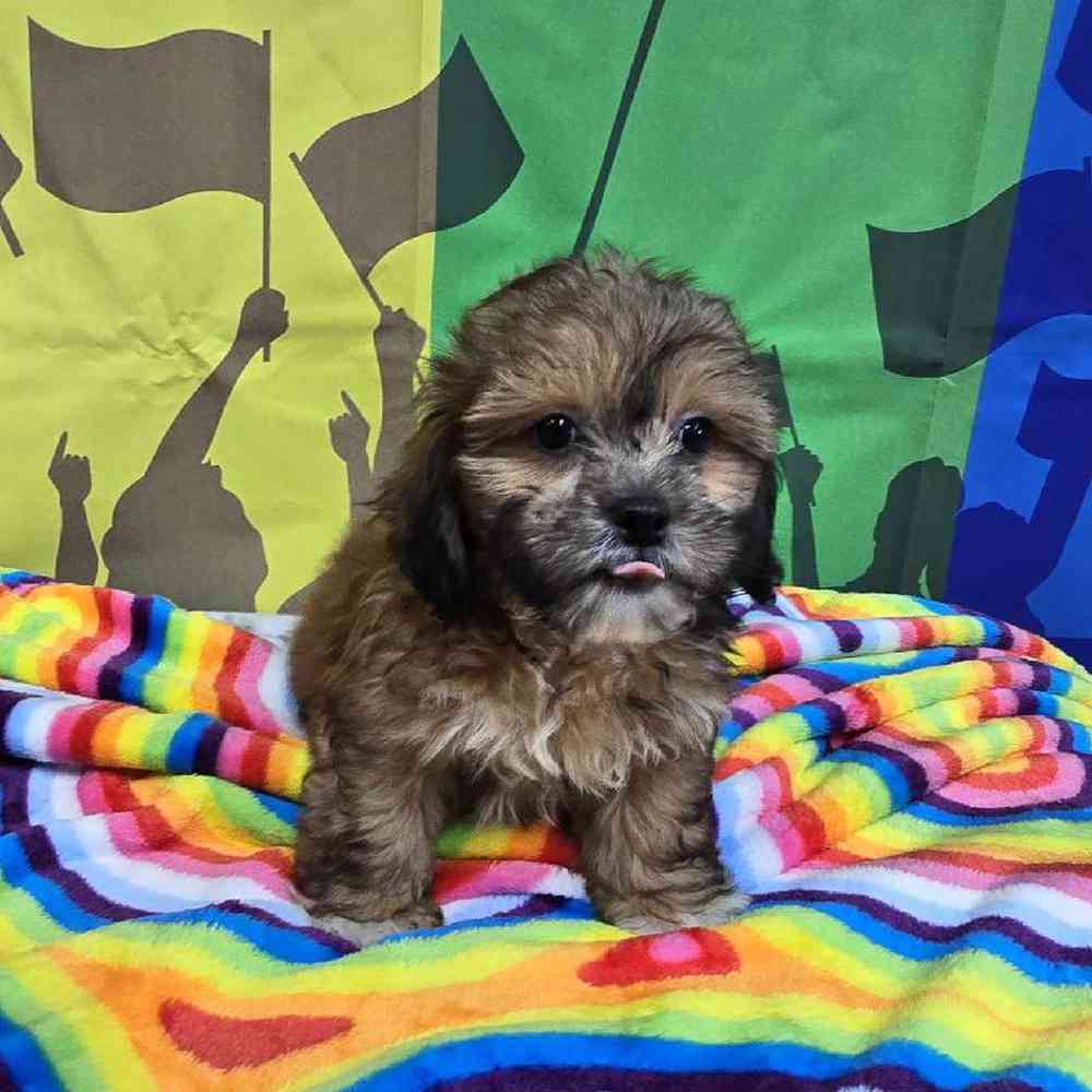 Male Shipoo Puppy for Sale in Virginia Beach, VA