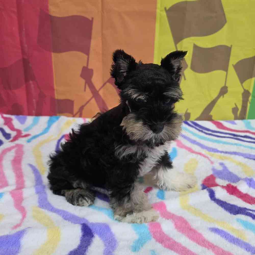 Male Mini Schnauzer Puppy for Sale in Virginia Beach, VA