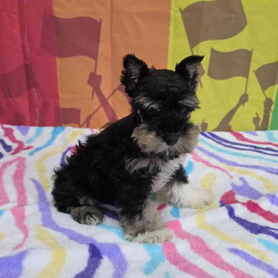 Mini Schnauzer