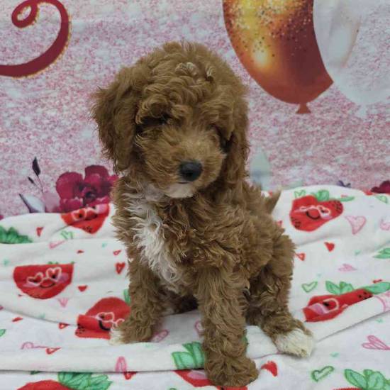 Mini Goldendoodle