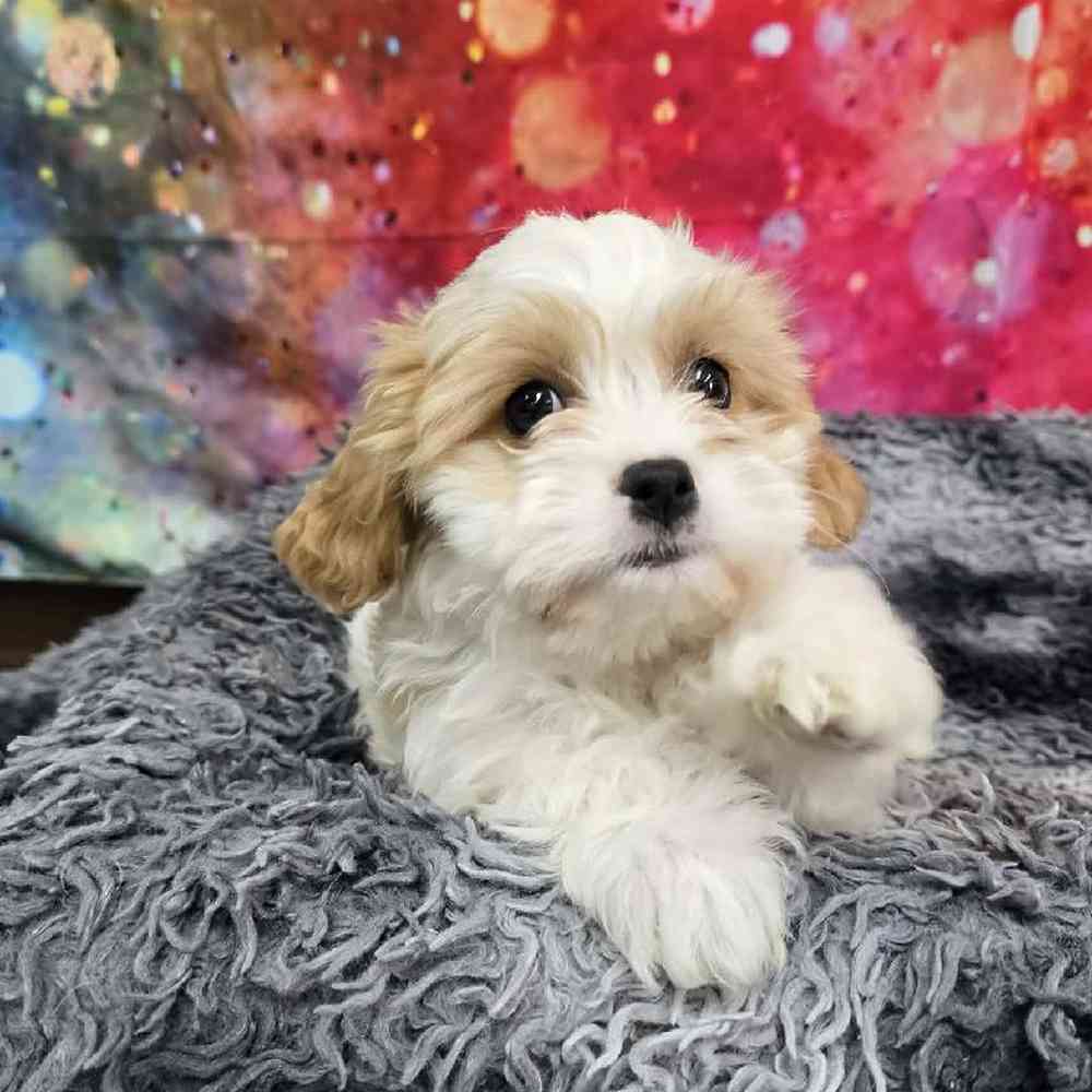 Female Cavachon Puppy for Sale in Virginia Beach, VA