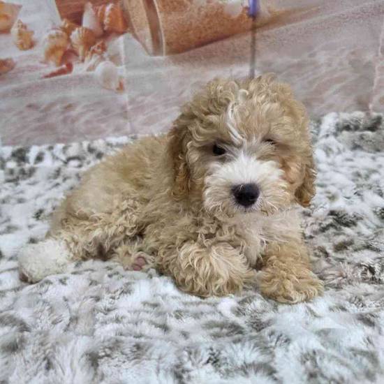 Mini Goldendoodle