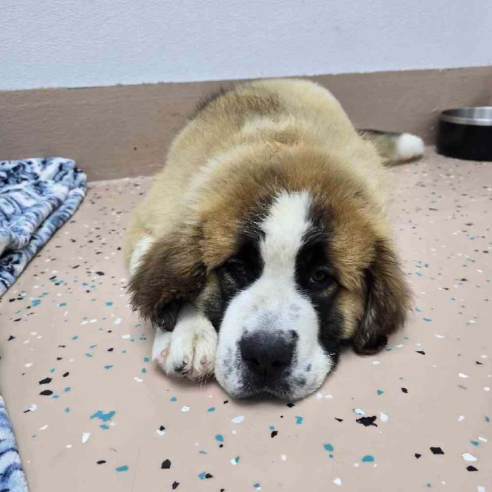 Male Saint Bernard Puppy for Sale in Virginia Beach, VA