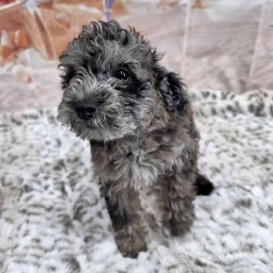 Mini Sheepadoodle 
