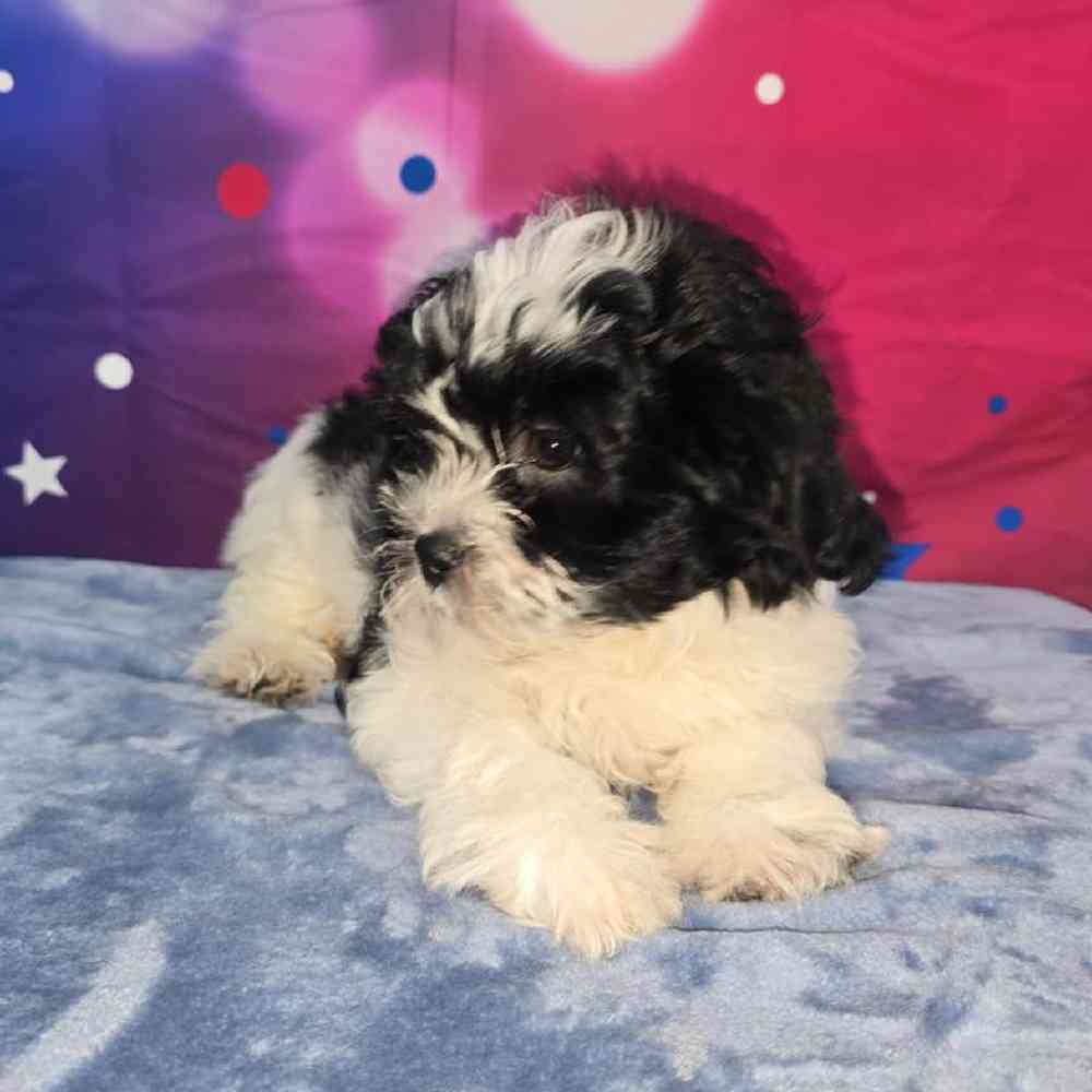 Female Teddy Bear Puppy for Sale in Virginia Beach, VA