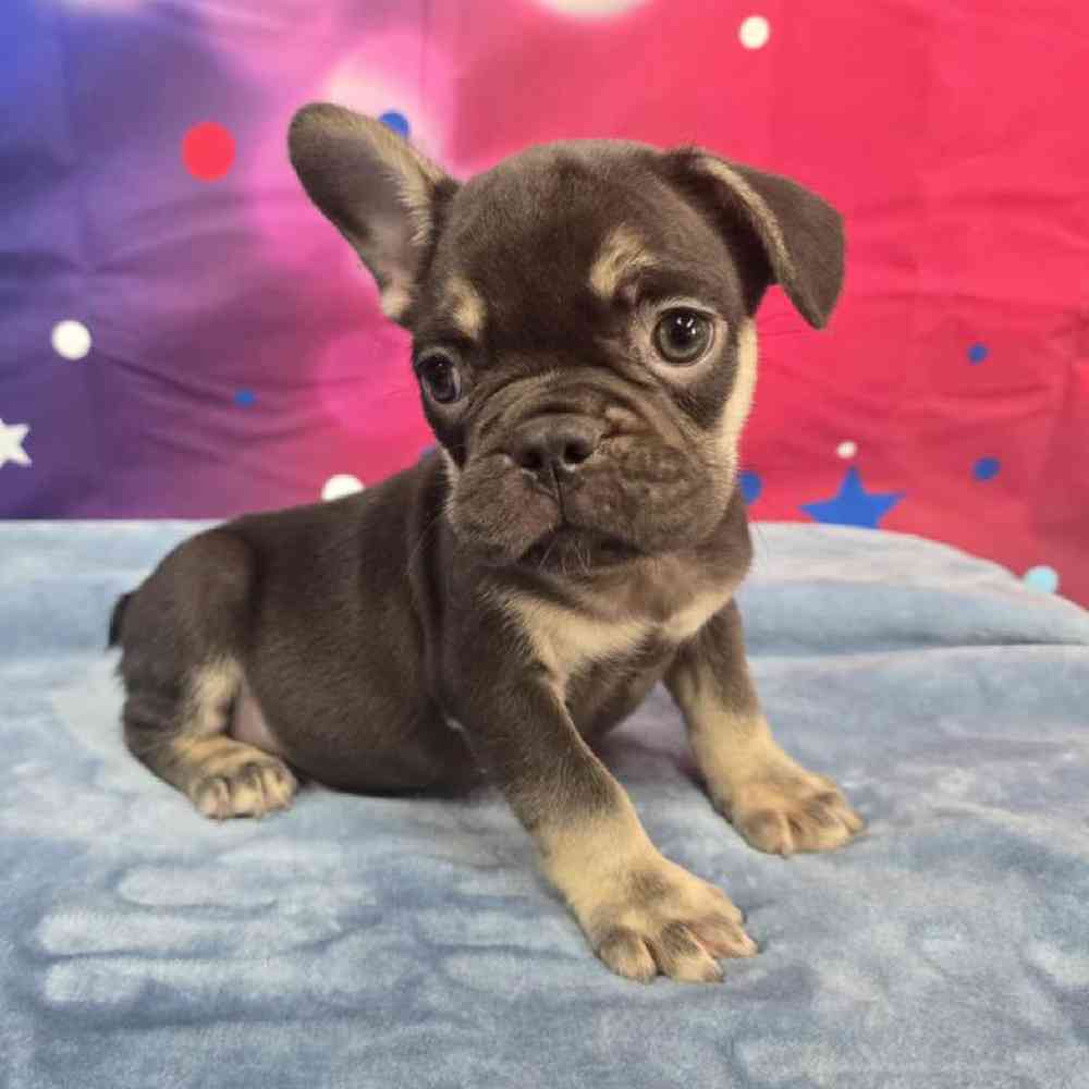 Male French Bulldog Puppy for Sale in Virginia Beach, VA