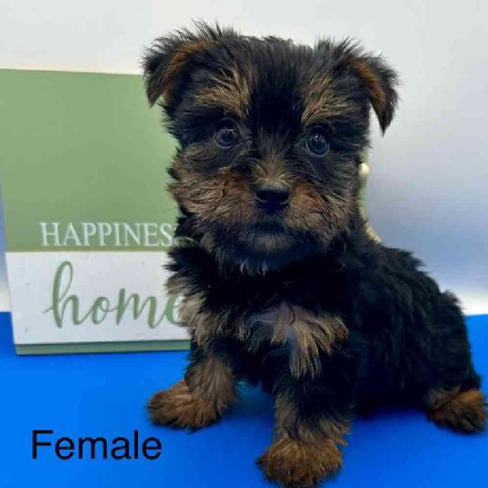 Female Yorkie Puppy for Sale in Virginia Beach, VA