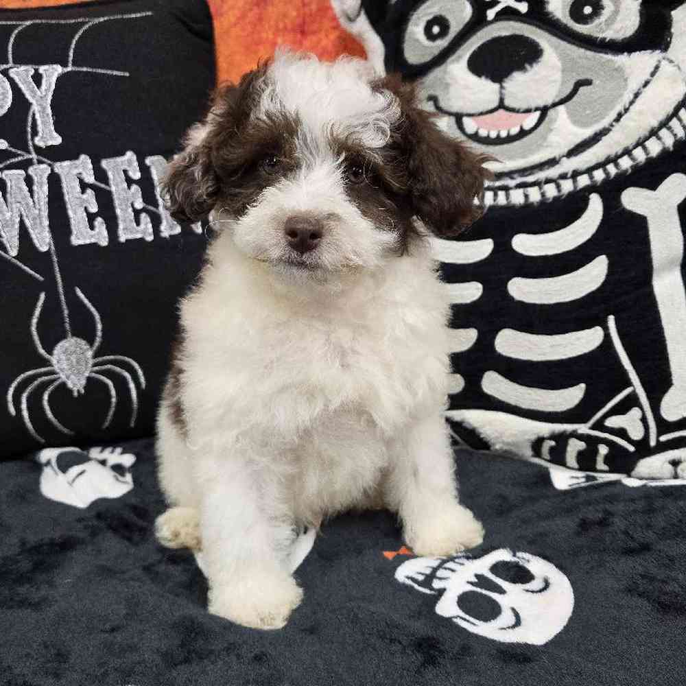 Male Poodle Puppy for Sale in Virginia Beach, VA