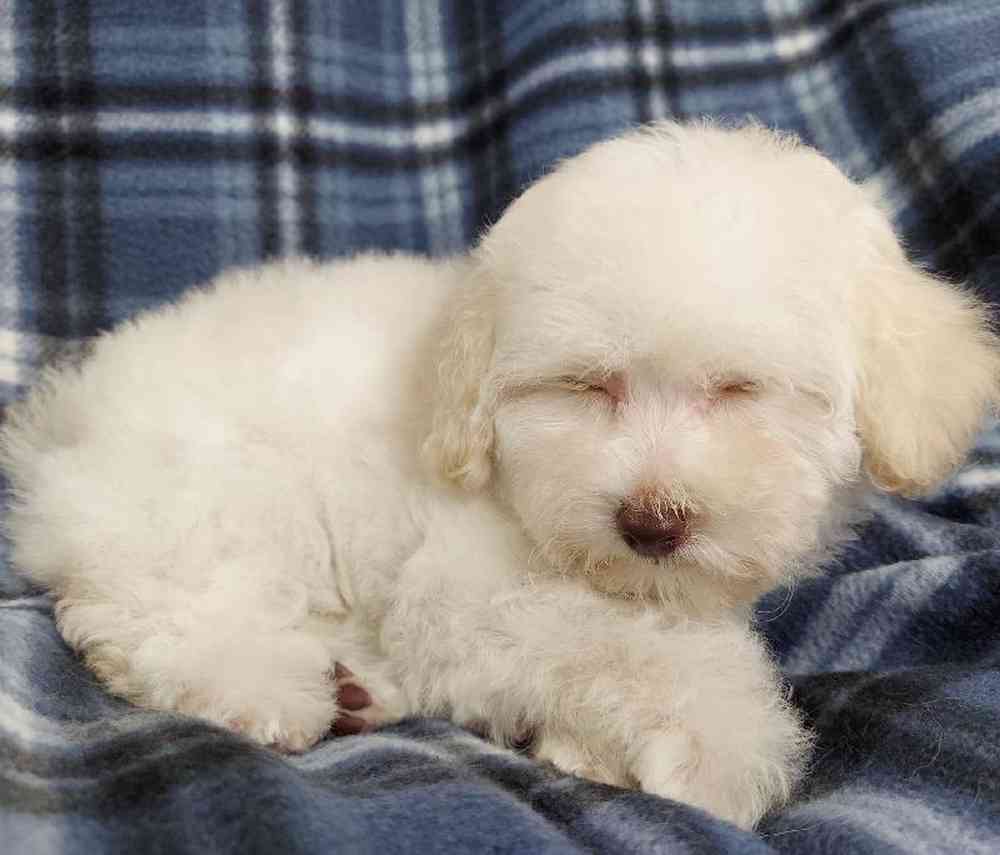 Female Poodle Toy Puppy for sale