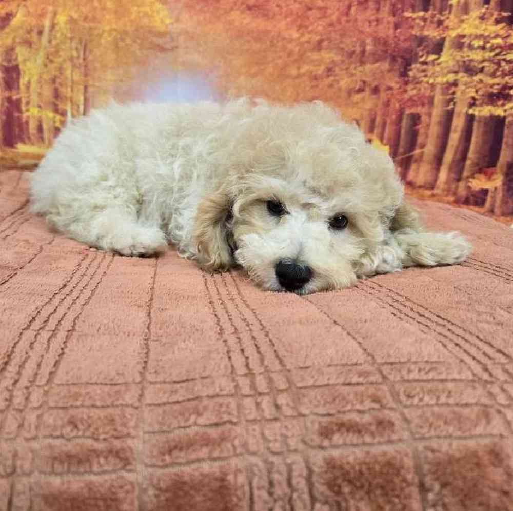 Male Mini Poodle Puppy for Sale in Virginia Beach, VA