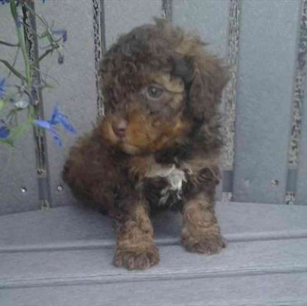 Female Poodle Toy Puppy for Sale in Virginia Beach, VA