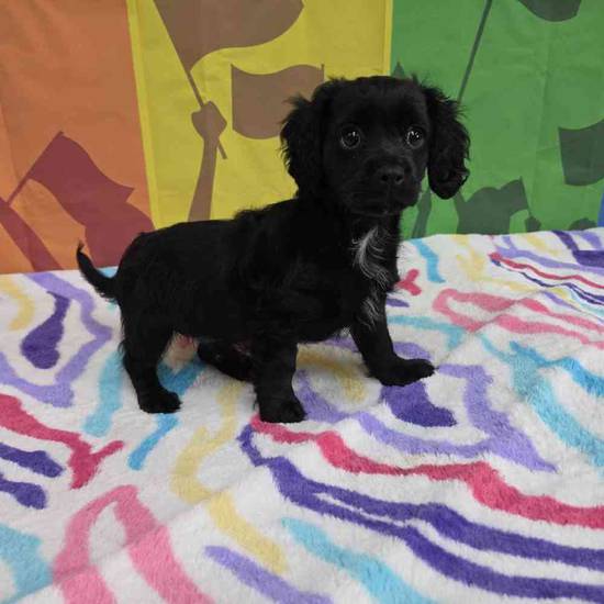 Cavapoo