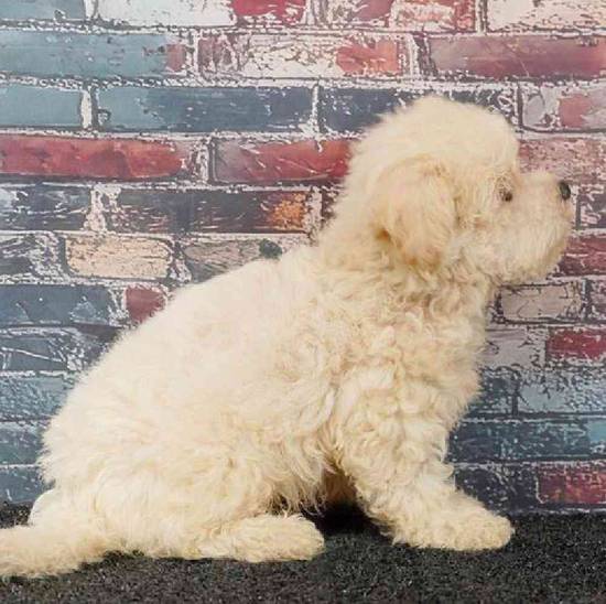 Maltipoo