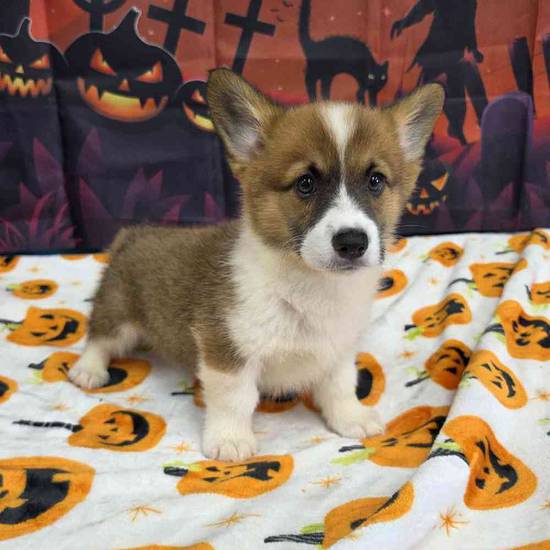 Pembroke Welsh Corgi