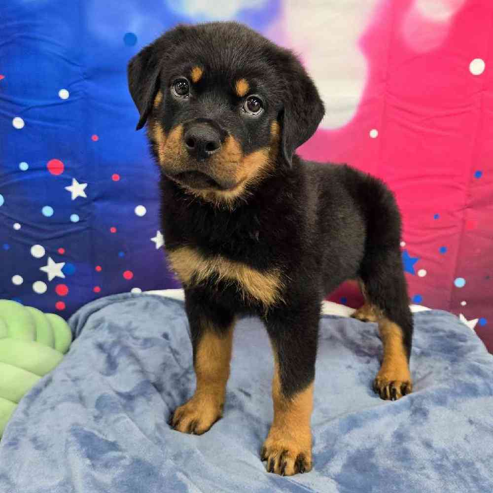 Male Rottweiler Puppy for Sale in Virginia Beach, VA