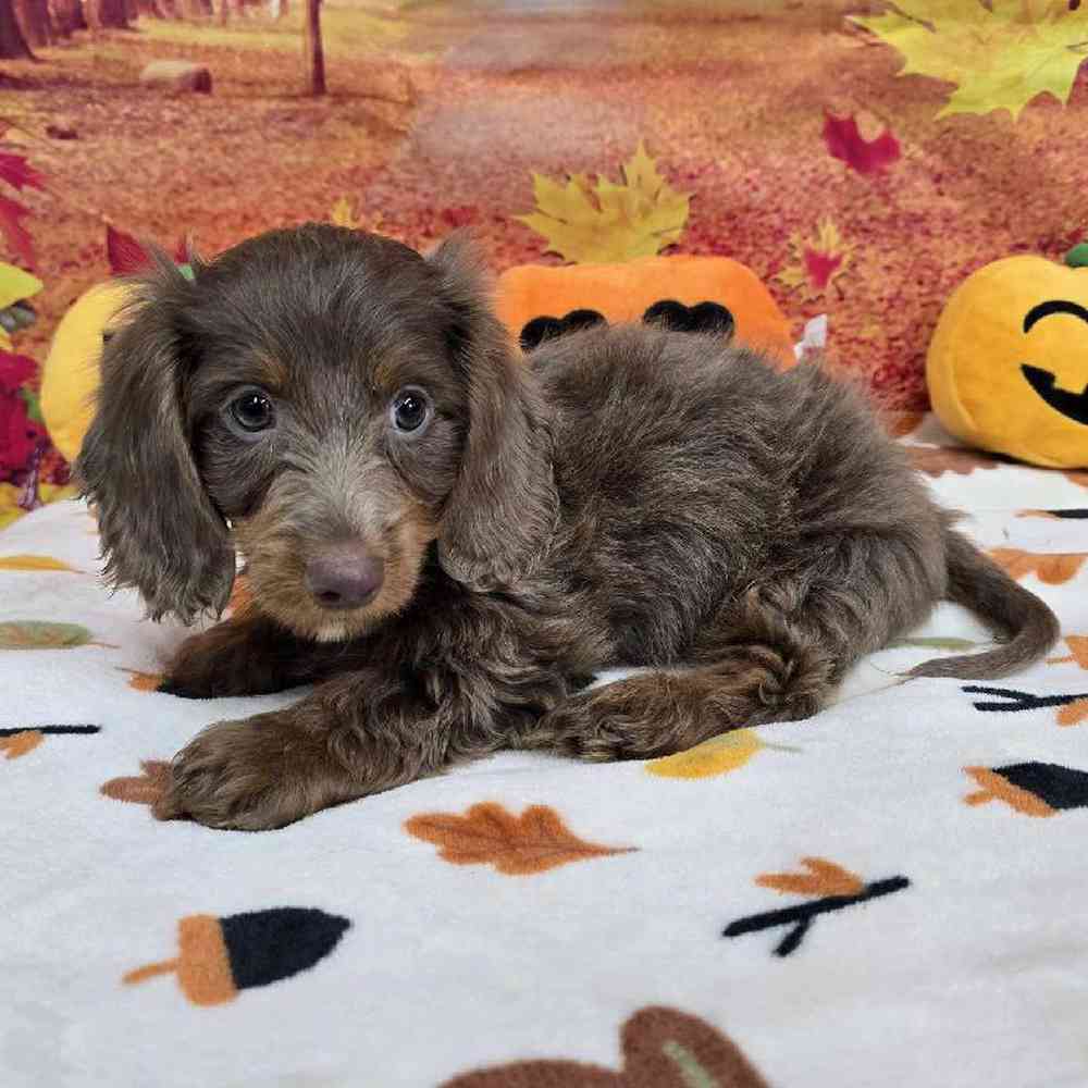 Male Dachshund Puppy for Sale in Virginia Beach, VA