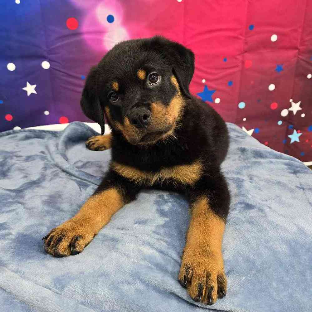 Male Rottweiler Puppy for Sale in Virginia Beach, VA