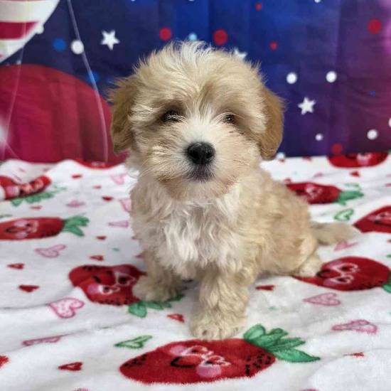 Maltipoo