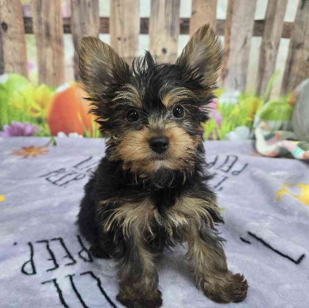 Male Yorkie Puppy for Sale in Virginia Beach, VA