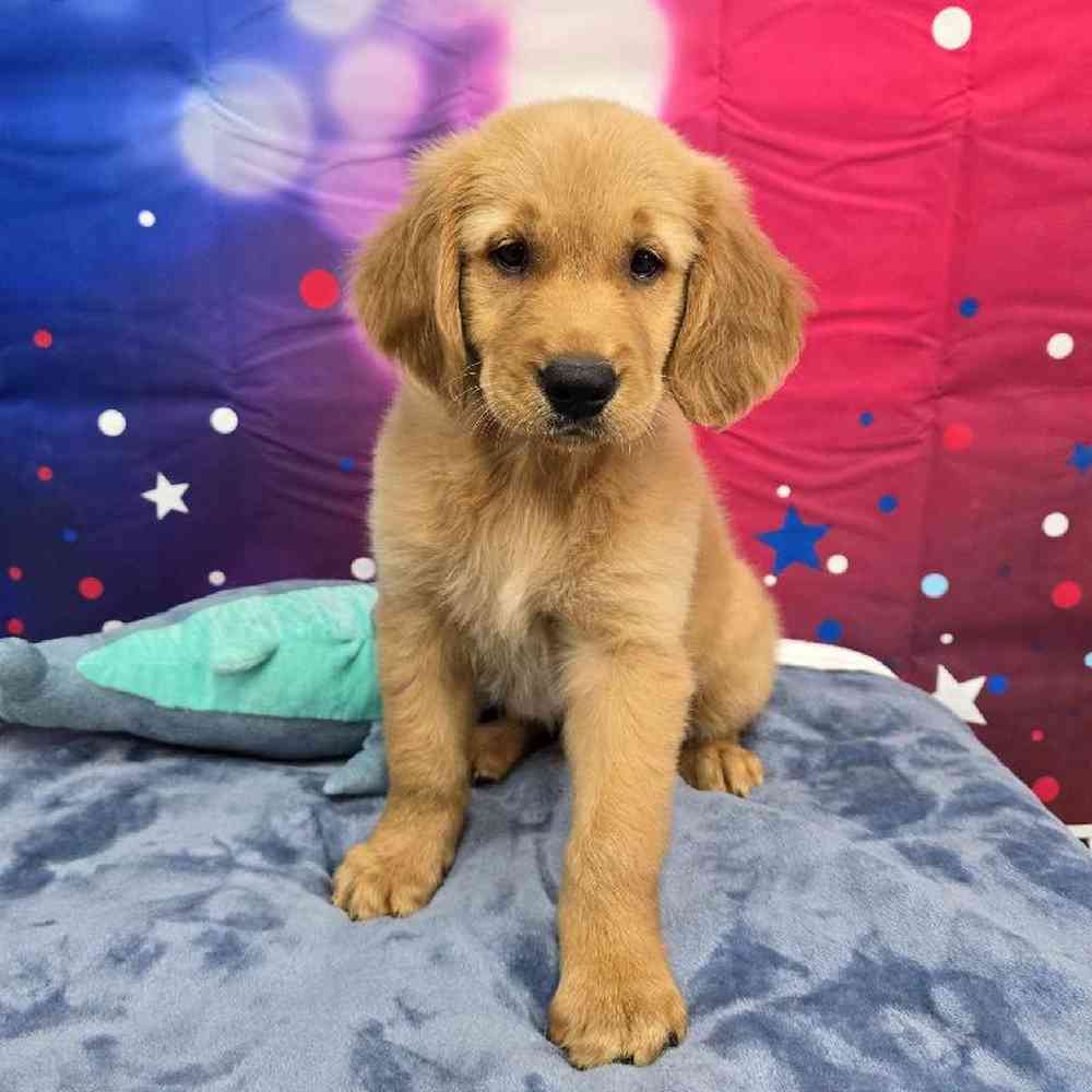 Male Golden Retriever Puppy for Sale in Virginia Beach, VA