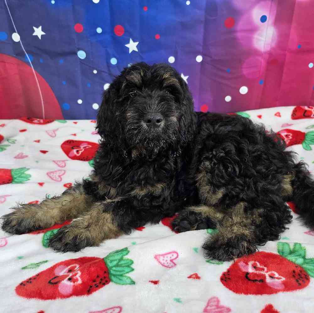 Male Goldendoodle Puppy for Sale in Virginia Beach, VA