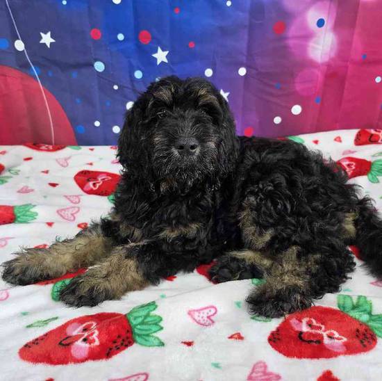 Goldendoodle
