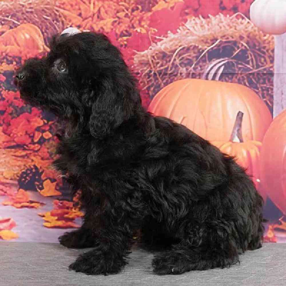 Male Yorkie-Poo Puppy for Sale in Virginia Beach, VA